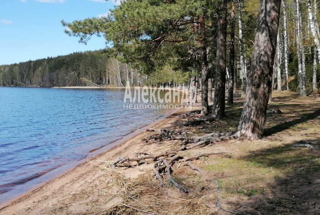 земля р-н Выборгский п Красная Долина Приморское городское поселение фото 4