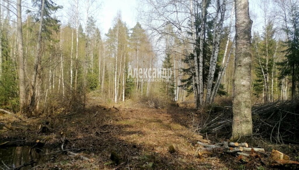 земля р-н Приозерский п Бурнево Приозерское городское поселение фото 2