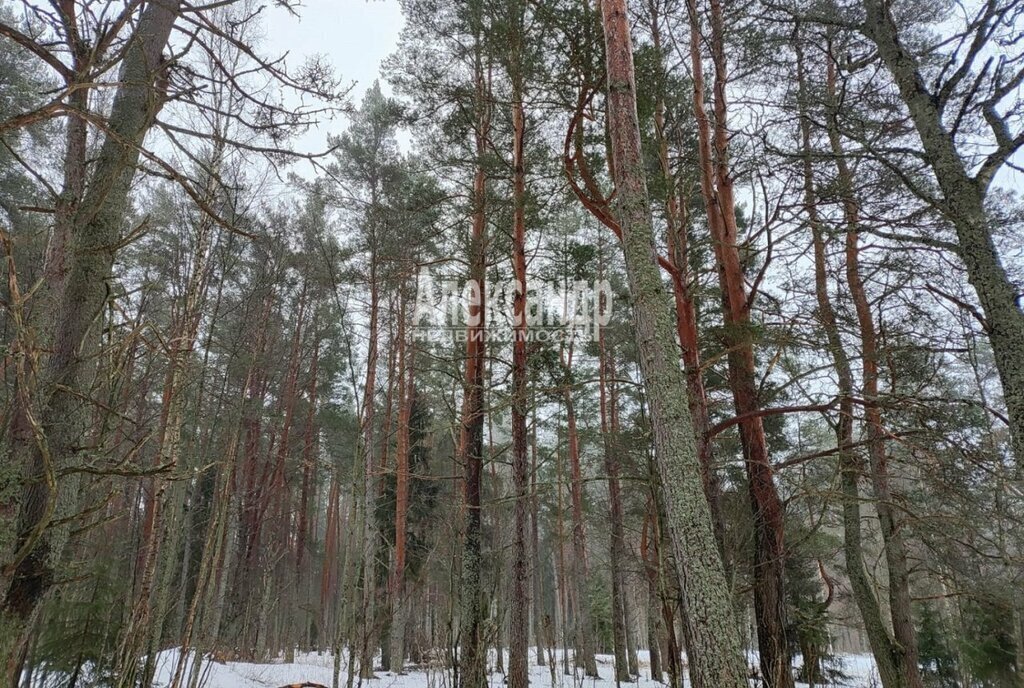 земля р-н Выборгский п Торфяновка Селезнёвское сельское поселение фото 5