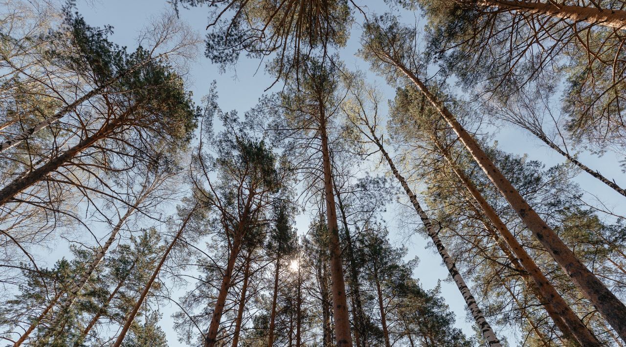 дом г Верхняя Пышма п Кедровое ул. Тихая, 5 фото 3