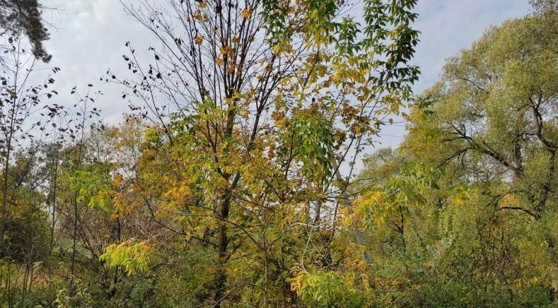 офис городской округ Чехов п Мещерское фото 1