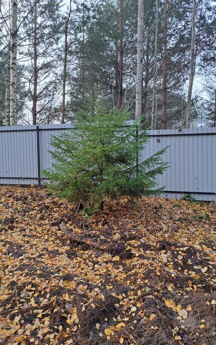 дом р-н Волховский г Сясьстрой Сясьстройское городское поселение фото 6