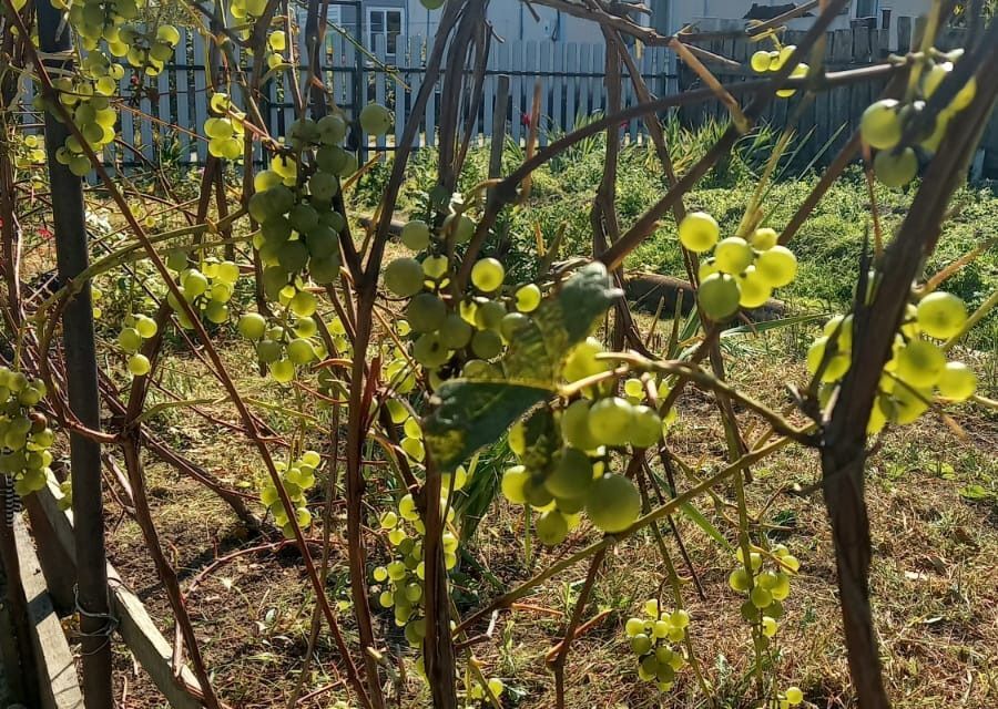 дом г Хабаровск р-н Железнодорожный СНТ Пионер, городской округ Хабаровск фото 2