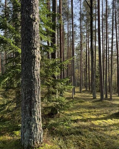 Приморское шоссе, 46 км, Полянское сельское поселение, территория Полянская фото