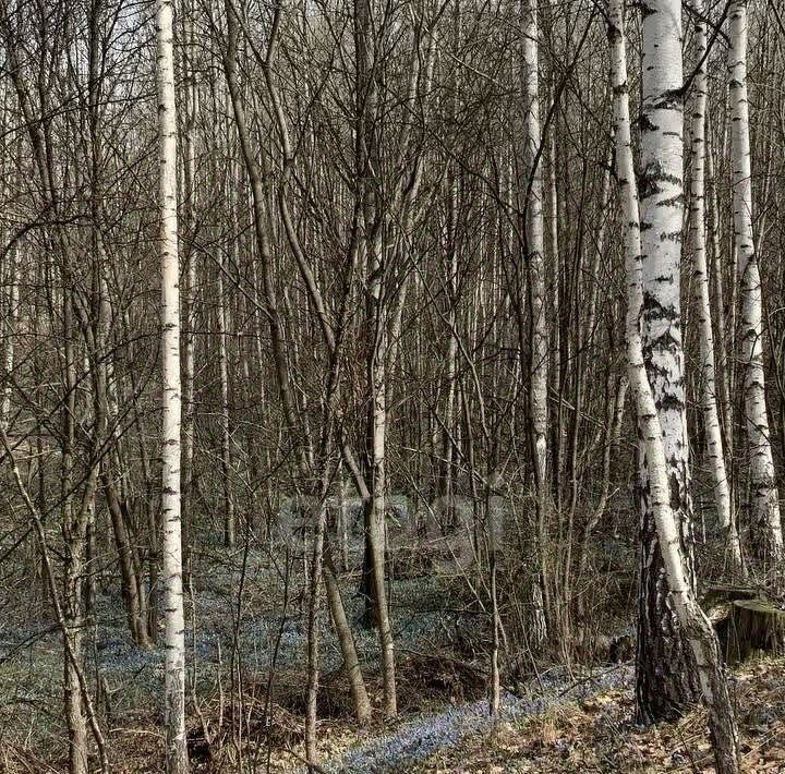 дом р-н Рамонский снт Лесовод Айдаровское с/пос, ул. Лесная фото 16