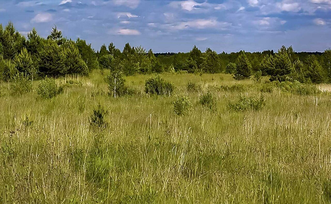 земля р-н Лужский д Конезерье Киевское шоссе, 145 км, Володарское сельское поселение, Луга фото 2