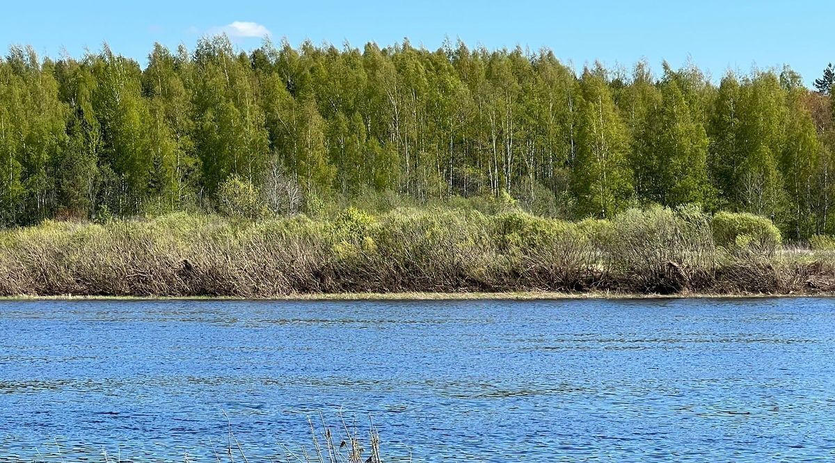 земля р-н Палкинский д Мольгино Палкинская волость фото 3