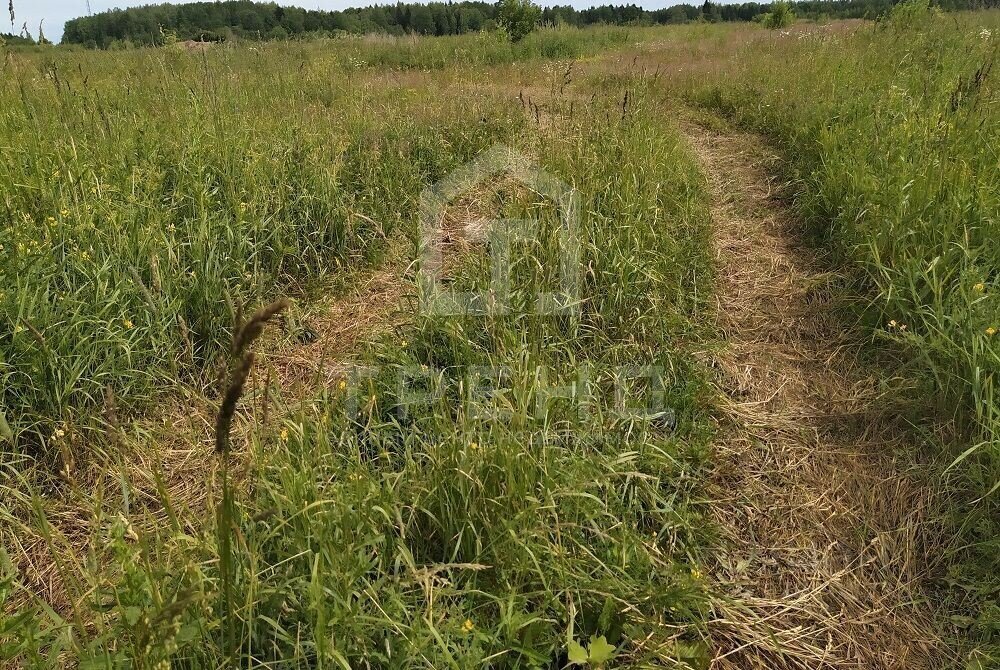 земля р-н Лужский тер Массив Дивенская днп Красный Маяк Мшинское сельское поселение, Маяк, 136 фото 2