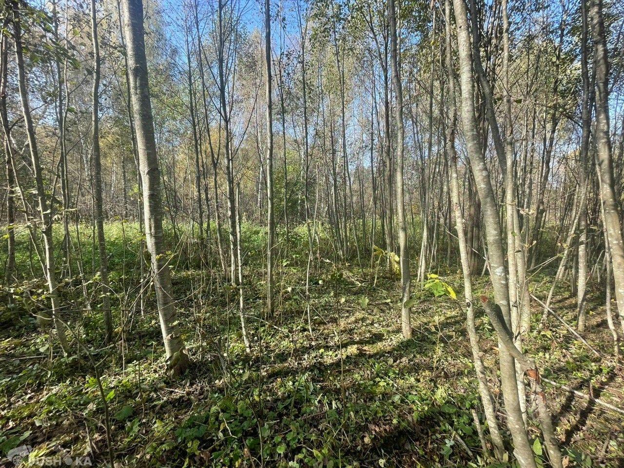 земля городской округ Волоколамский д Львово 17, Волоколамск фото 14