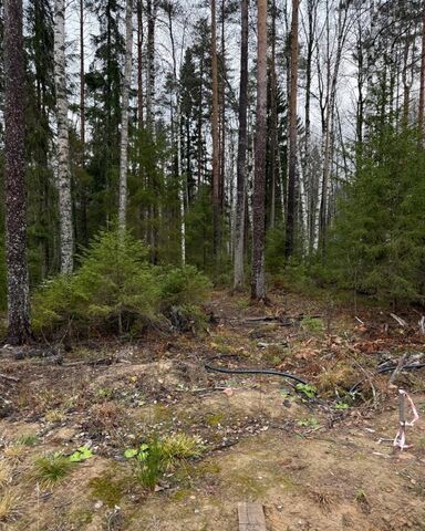 земля 22 км, Всеволожский р-н, Токсовское городское поселение, коттеджный пос. Экофорест, Лесколово, Ленинградское шоссе фото