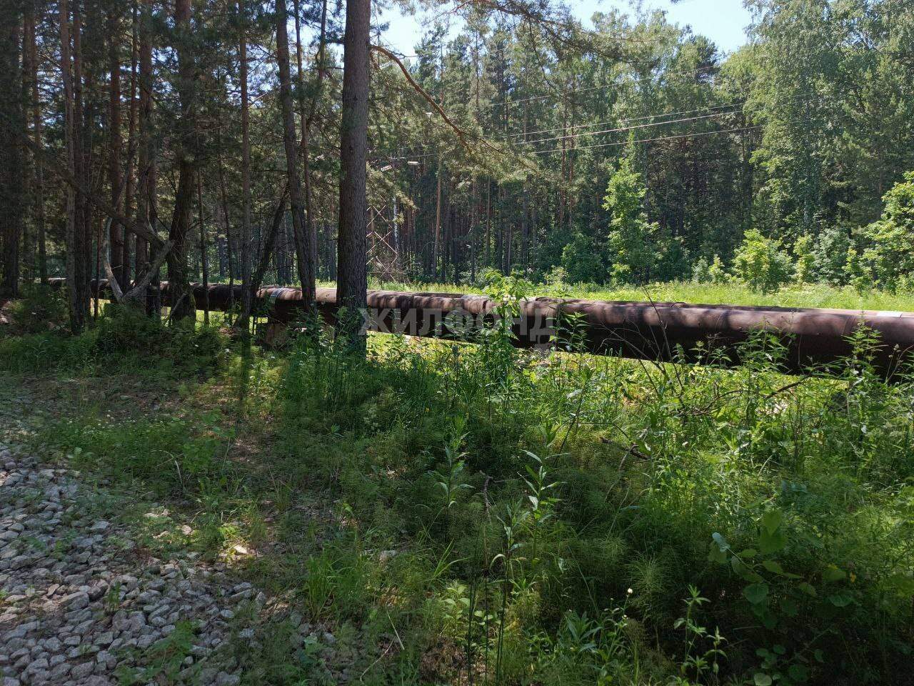 земля р-н Новосибирский дачный поселок Кудряшовский, Лесная улица фото 6