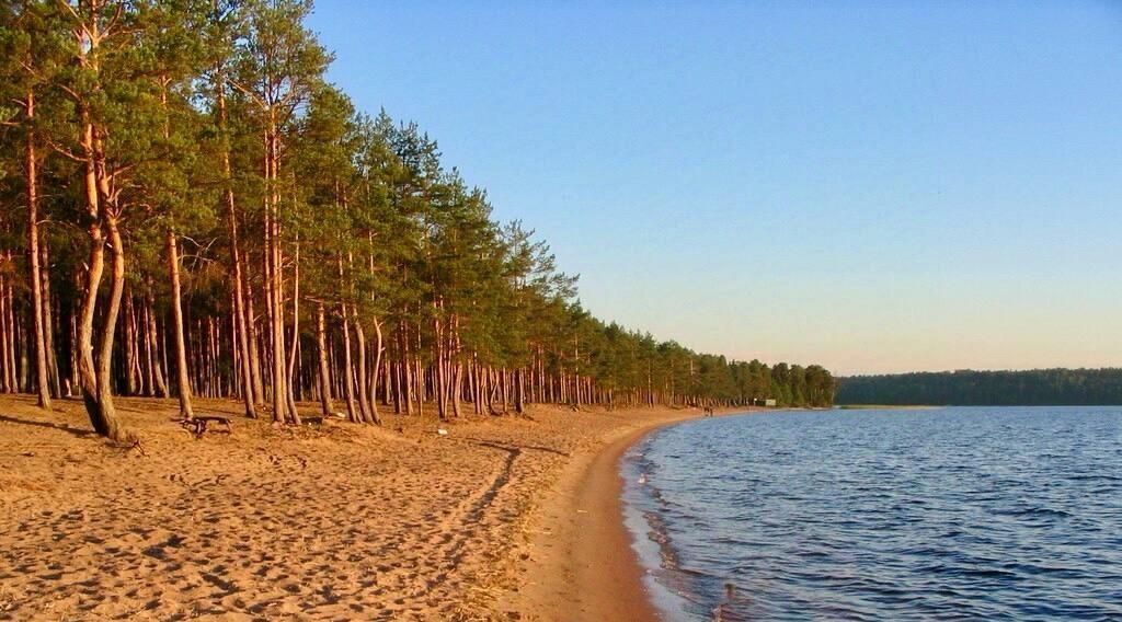 земля р-н Выборгский Полянское с/пос, Хочу в лес дп фото 10