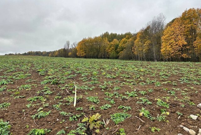 коттеджный поселок «Сорочаны» городской округ Клин фото