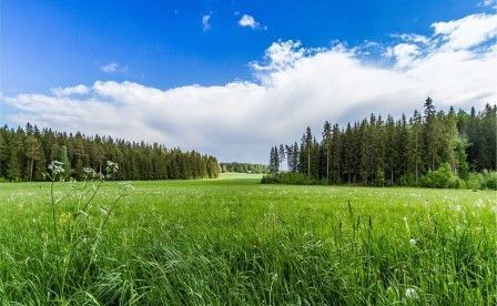 Большелогское сельское поселение, садоводческое товарищество Мускат фото