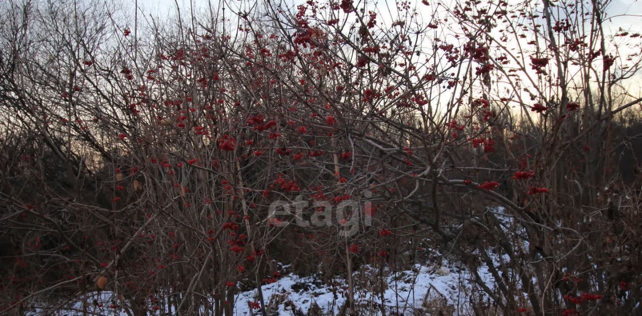 земля р-н Колыванский Калина красная садовое товарищество фото 8