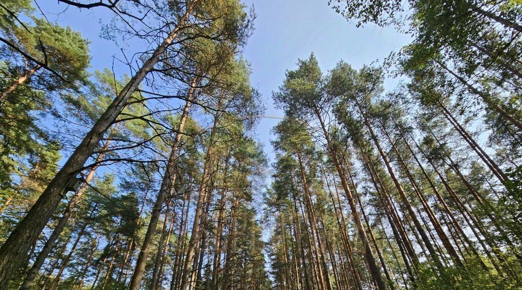 земля р-н Калининский д Иенево ул Ромашковая фото 1