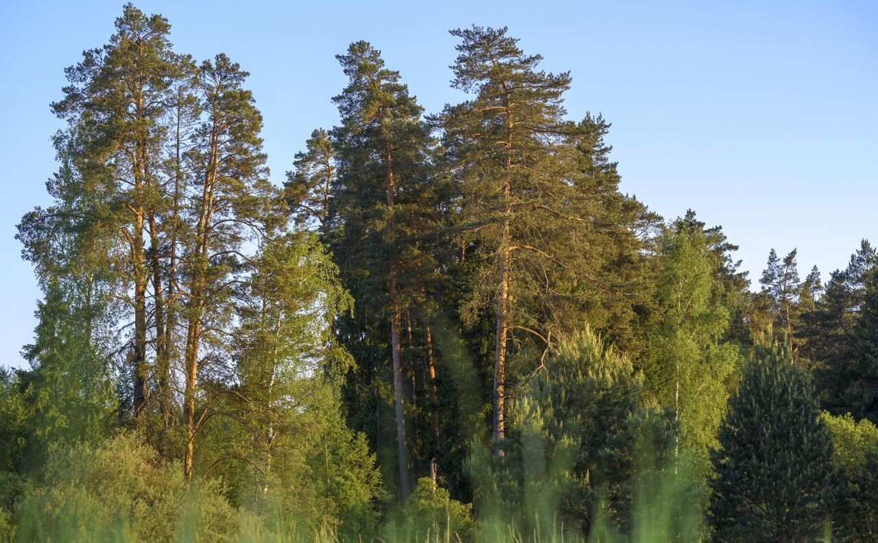 земля городской округ Ступино д Лапино 69 км, Ступино, Новокаширское шоссе фото 3