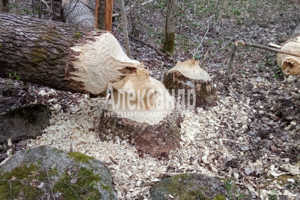 земля р-н Приозерский пос. Торфяное фото 8