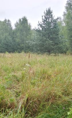 офис городской округ Павловский Посад д Часовня фото 1