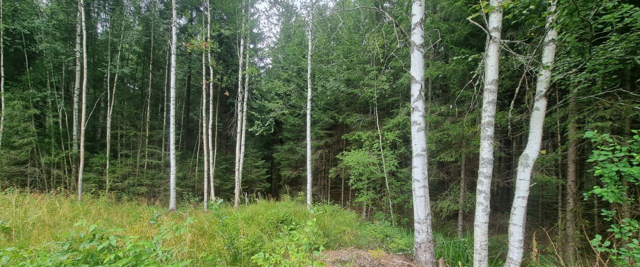 земля р-н Выборгский снт Лебедь Рощинское городское поселение фото 2