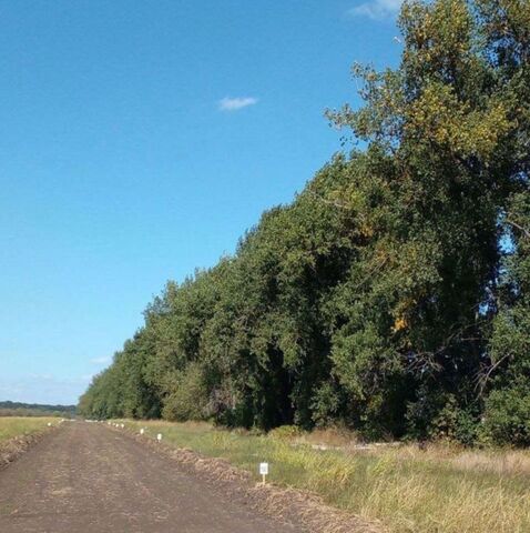 ст-ца Саратовская ул Шоссейная фото