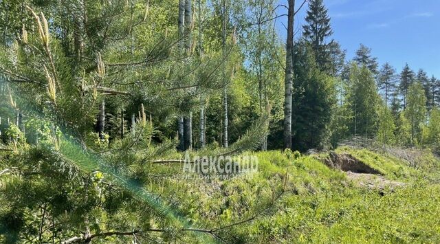 д Петрово ул Речная 18 Мгинское городское поселение фото