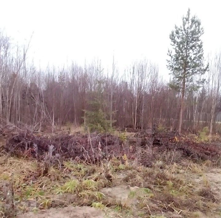 земля р-н Тосненский п Рябово Рябовское городское поселение, Темп СНТ, 42 фото 3