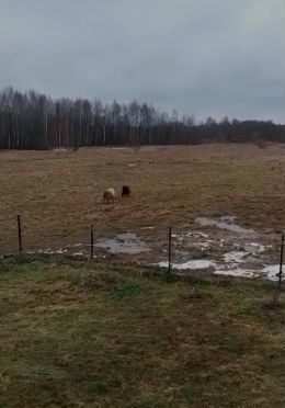 земля городской округ Талдомский д Головково-Марьино 70 км, 23А, Вербилки, Дмитровское шоссе фото 3