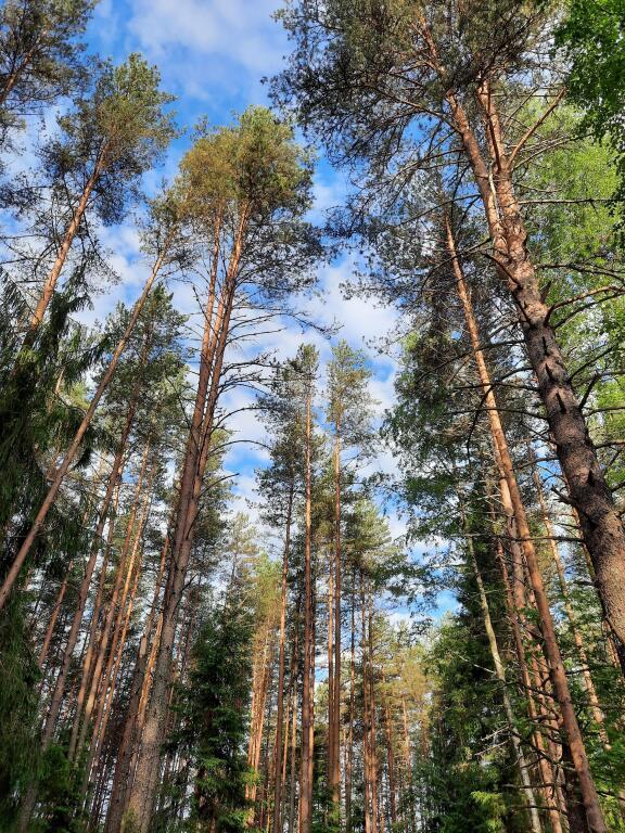 дом р-н Сегежский п Валдай д. 5в, улица Тихомирова, Долгие Бороды фото 10