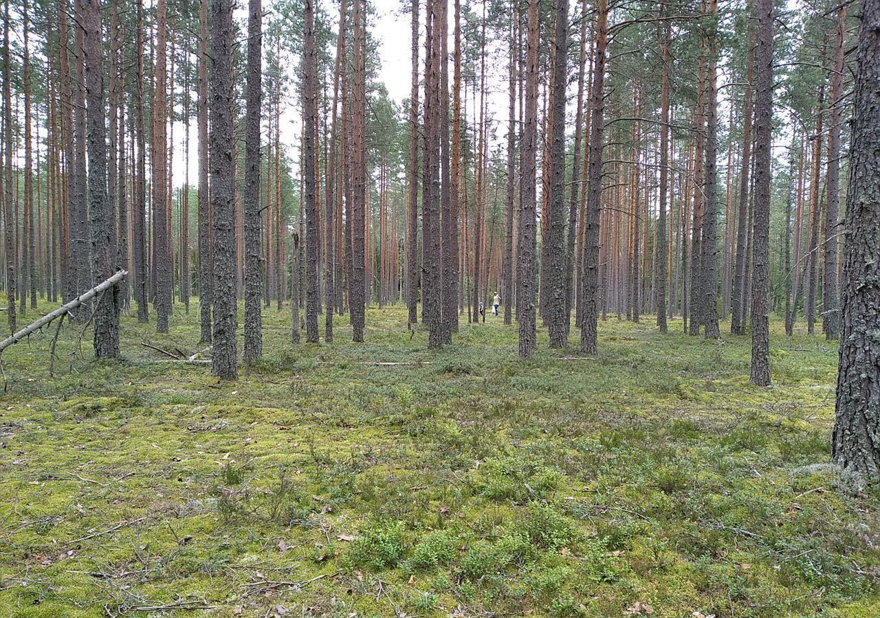 дом р-н Лодейнопольский д Карлуха Мурманское шоссе, 160 км, Доможировское сельское поселение, Лодейное Поле фото 26