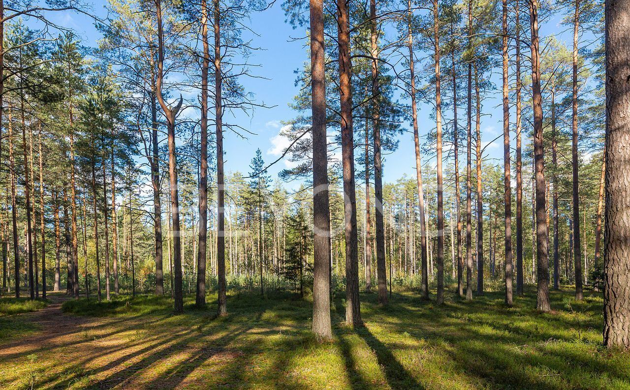 земля г Санкт-Петербург п Комарово р-н Курортный Выборгское шоссе, 18 км фото 4