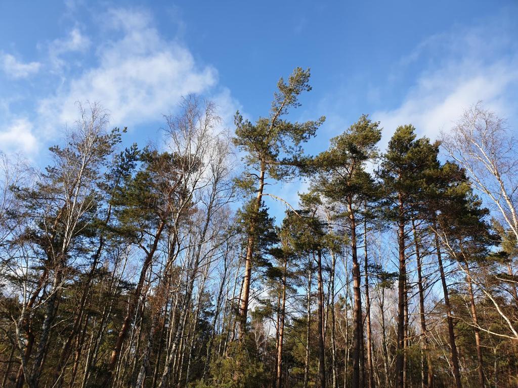 дом г Лесной Russia, LESNOY, Lesnoy, 6, ulitsa Lesnaya, Kurshskaya kosa фото 1