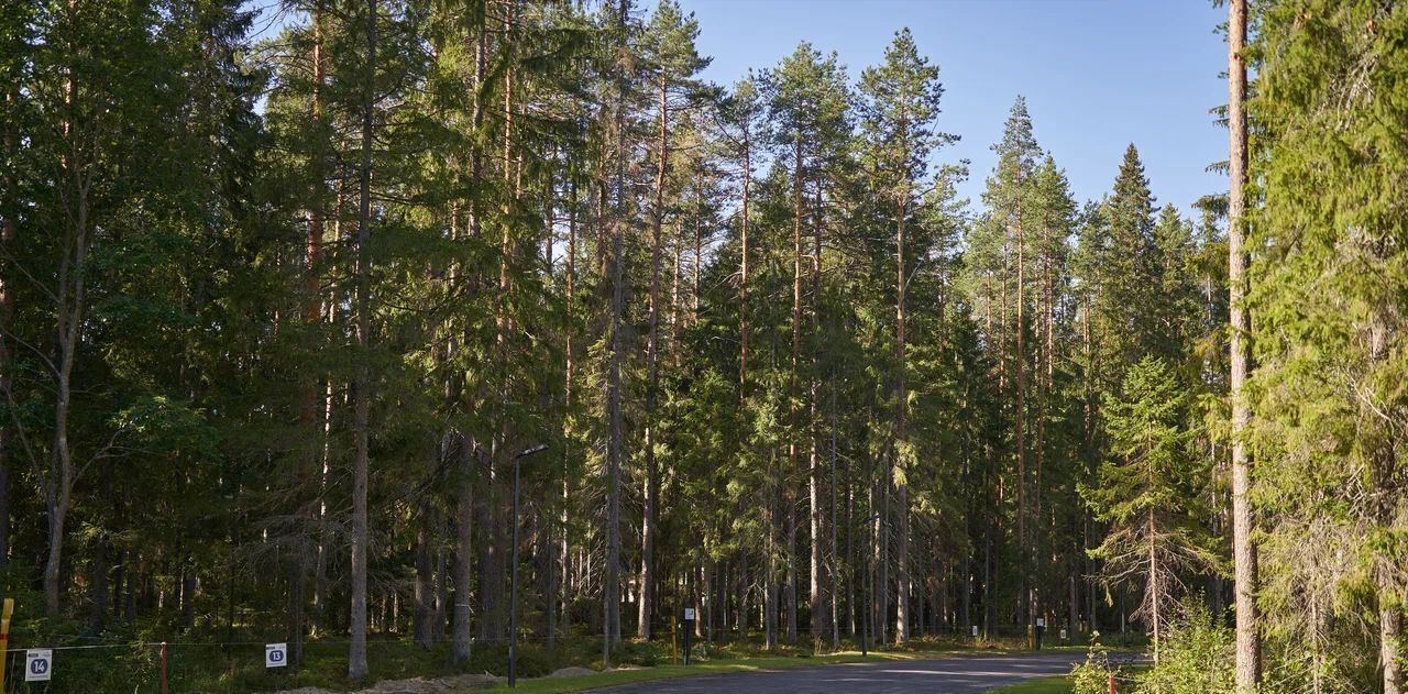 земля р-н Выборгский п Рощино Рощинское городское поселение, Еловая аллея фото 3