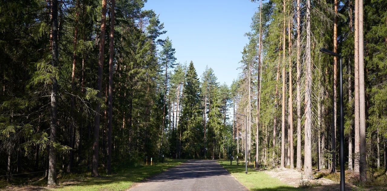 земля р-н Выборгский п Рощино Рощинское городское поселение, Еловая аллея фото 26