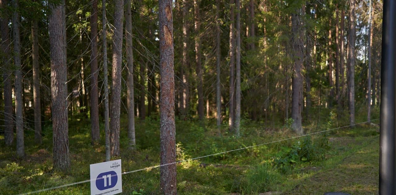 земля р-н Выборгский п Рощино Рощинское городское поселение, Еловая аллея фото 27