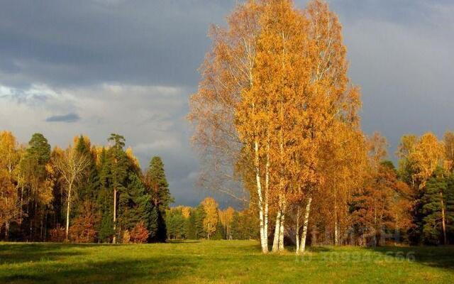 ш Рогачевское посёлок совхоза Останкино, Дмитровский городской округ фото