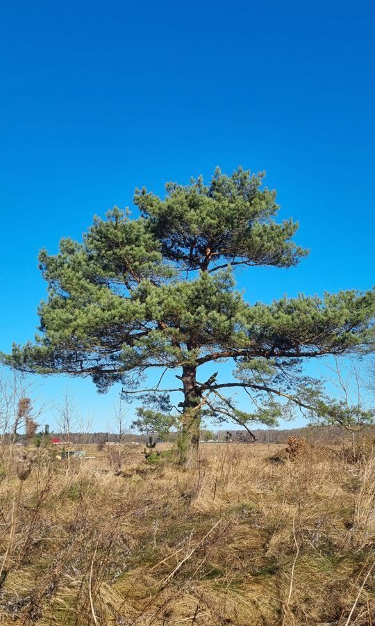 земля р-н Зеленоградский г Зеленоградск фото 1