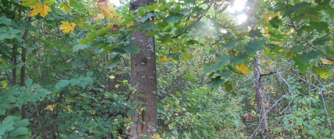 офис городской округ Рузский д Писарёво фото 3