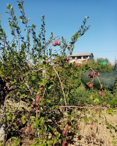 снт Мечта Большечапурниковское сельское поселение, 8-я ул, Волгоград фото