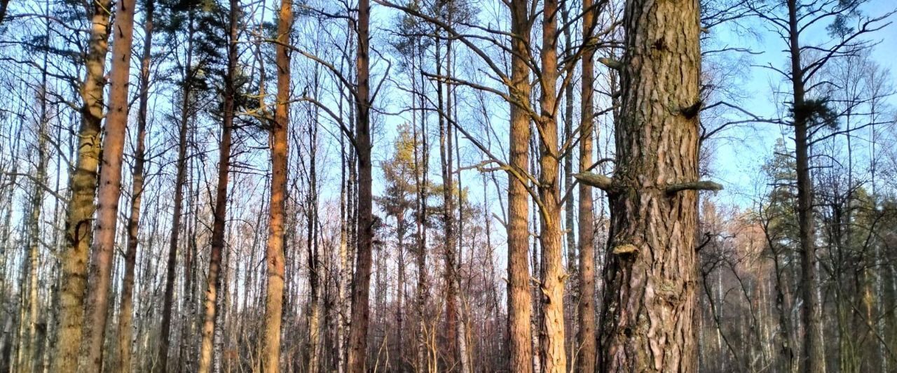 земля р-н Приозерский п Ларионово Ларионовское с/пос фото 2