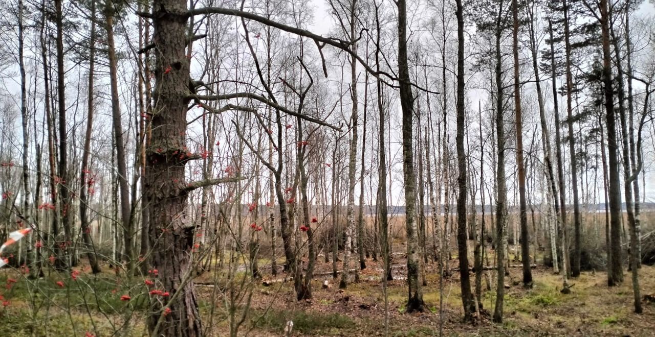 земля р-н Приозерский г Приозерск Трасса Сортавала, 101 км, Ларионовское сельское поселение фото 8