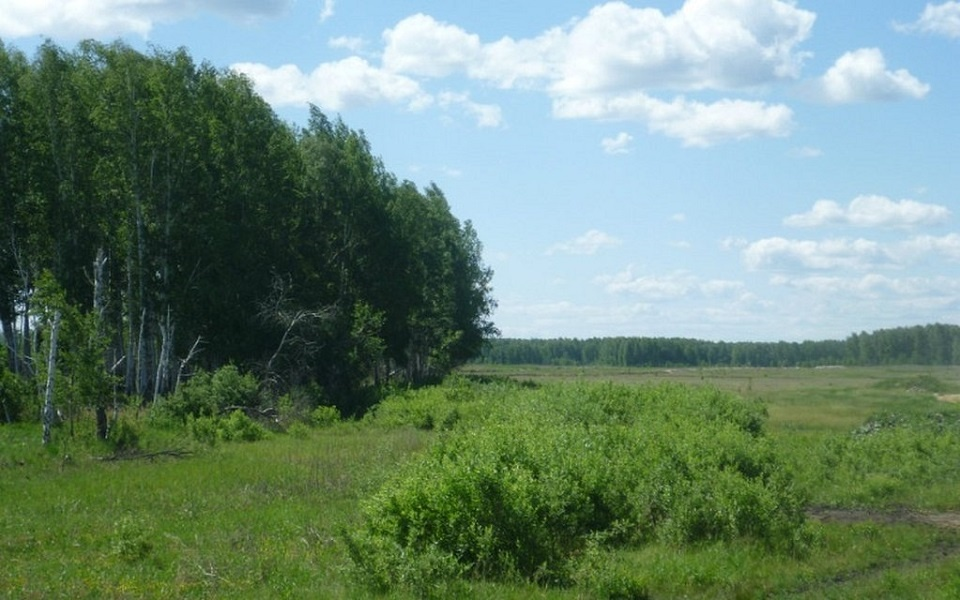 земля р-н Сосновский село Большие Харлуши фото 1