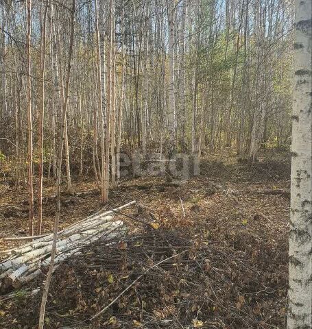 Верхняя Пышма городской округ, СНТ Васелекош 4 фото