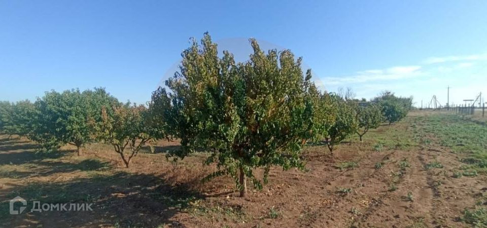 земля р-н Сакский с Владимировка ул Виноградная фото 2