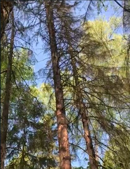 земля городской округ Одинцовский Покровское-2 садовое товарищество, 78 фото 1