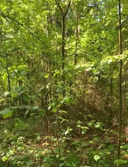 земля городской округ Одинцовский Покровское-2 садовое товарищество, 78 фото 2