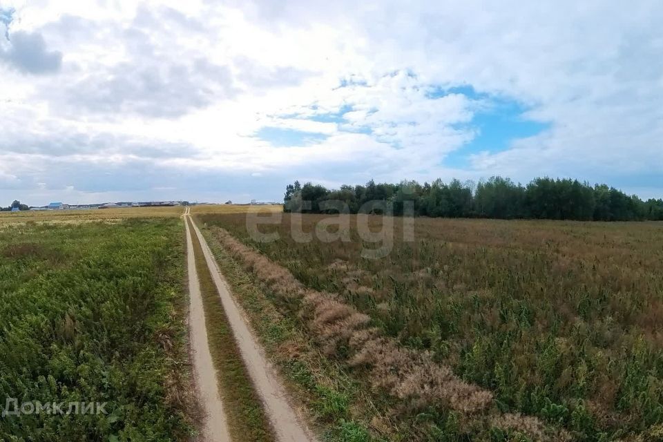 земля р-н Тюменский село Борки фото 5