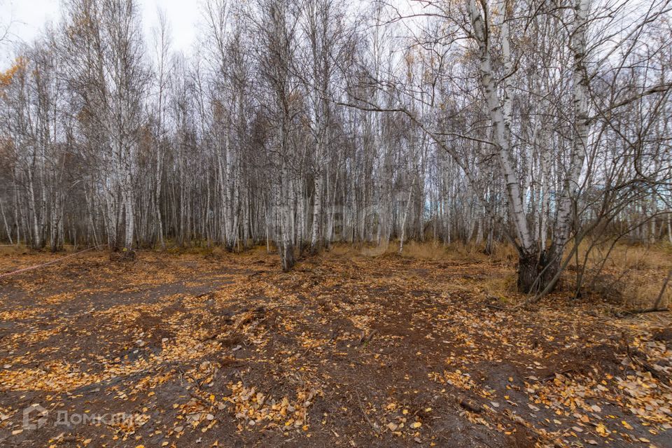 земля р-н Тюменский Борки фото 10