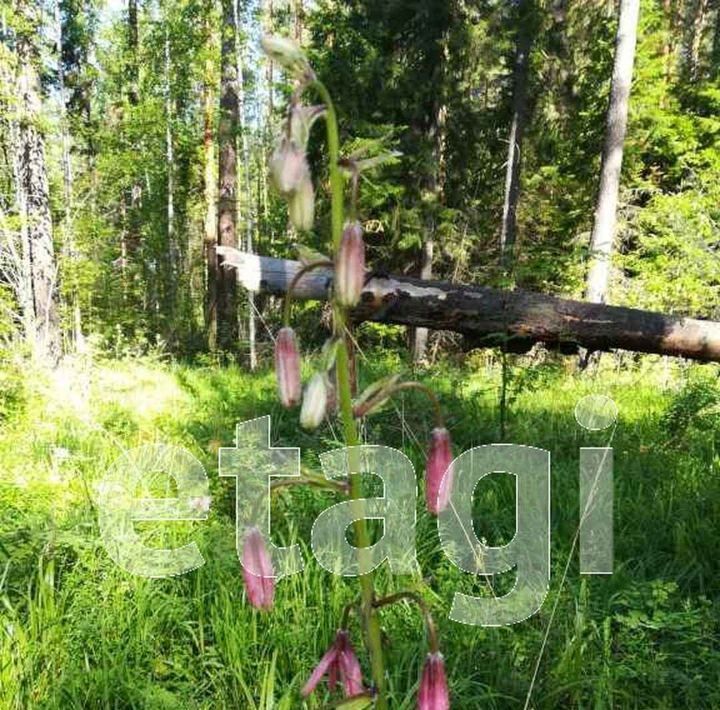 дом г Нижний Тагил п Висимо-Уткинск ул Ленина фото 17