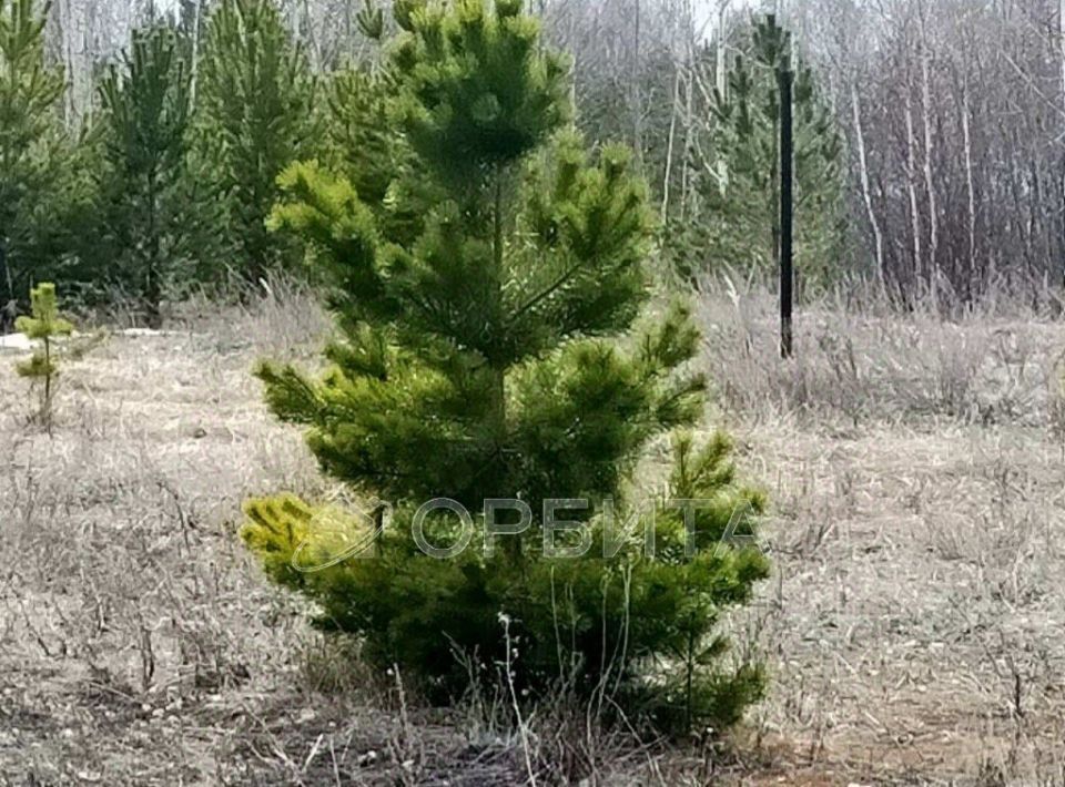 земля р-н Тюменский снт Садовое общество, Архип фото 2